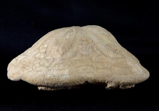 Clypeaster modenai (LOVISATO 1915) - Bild © FossNet FossilienStore